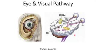 Eye amp Visual Pathway please see description for correction of last two slides quotQuadrantanopiaquot [upl. by Revolc]