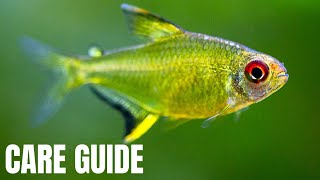 Lemon Tetra Care and Breeding Guide  How To Care For And Breed Hyphessobrycon pulchripinnis [upl. by Fabio]