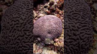 Brain Coral viral vacation marinelife holiday adventure ocean trending sea coral [upl. by Payson668]