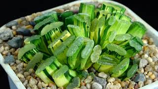 Haworthia truncata variegated [upl. by Anstice644]