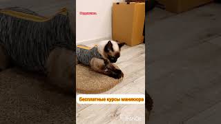 🐱Бесплатные курсы маникюра 💅💅💅💅 [upl. by Haelak]