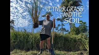 How to dig up Vetiver Grass [upl. by Elisabeth28]