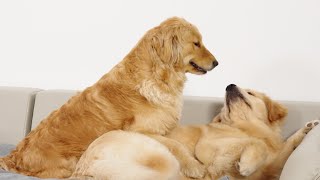 Dog Mom Teaches Adult Golden Retriever Son To Stay Calm [upl. by Emerald191]