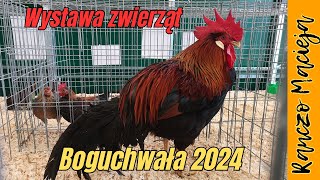 Wystawa zwierząt Boguchwała 2024 430 4K [upl. by Signe]