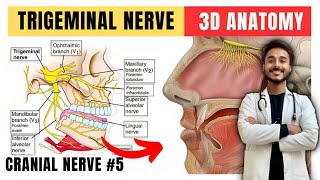 trigeminal nerve anatomy  fifth cranial nerve anatomy  maxillary nerve anatomy [upl. by Arlyn]