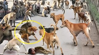 Monos enfrentan 250 perros en la India  Perros VS Monos  la GUERRA de los monos [upl. by Christyna]