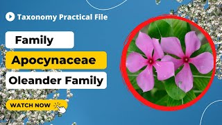 Family Apocynaceae  Classification Taxonomy characters Floral Formula Etc [upl. by Puna]