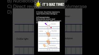 How Thymine dimer mutations of DNA repaired in Humans [upl. by Allys610]