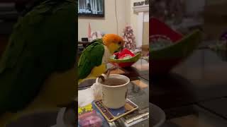 Funniest Parrot Punches and Wacky Actions Ever birds [upl. by Sterling]