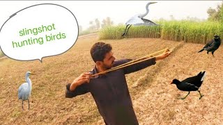 hunting birds in pakistan slingshot hunting birds [upl. by Garling]