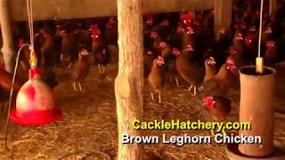 Brown Leghorn Chicken Breed Breeder Flock  Cackle Hatchery [upl. by Jens67]