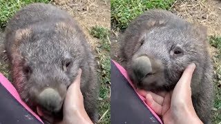 Adorable Wombats Playing [upl. by Ididn]