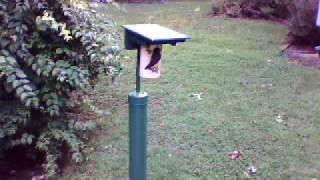 Feeding mealworms to nestlings  07302009 [upl. by Eened]