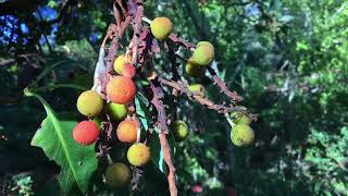 Pacific Madrone  Arbutus menziesii  Part 2 Multicolored Berries [upl. by Tshombe]