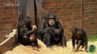 The Chester Zoo Chimps Enjoy a Feast Of Apples [upl. by Amitarp245]