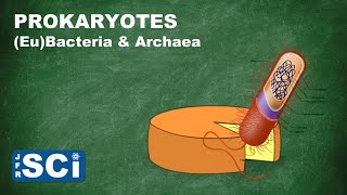 Prokaryotes EuBacteria and Archaea [upl. by Eltsirk88]