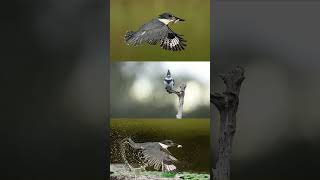 Belted kingfisher full dive sequence [upl. by Pearlstein]