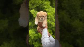 Meet Your NEW BEST FRIEND Lhasa Apso Male Puppy🐶 shortsvideo shorts short subscribe animals [upl. by Eirtemed]