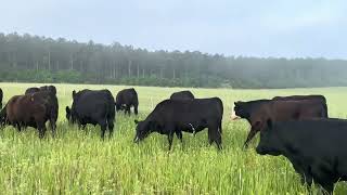 Steers grazing at Blackville [upl. by Ahsatniuq]