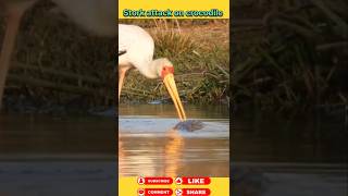 Stork attack on crocodile 🐊 animals wildanimal shortsviral [upl. by Trebor681]