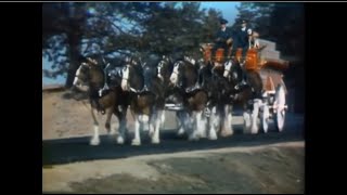 Budweiser Clydesdale Tradition Commercial 1974 [upl. by Zenas]