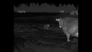 Rancher has a HUGE Coyote Problem  45 Coyotes down with the HD Iray RS75 Thermal [upl. by Nerrej]