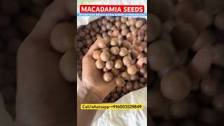 Macadamia seeds macadamia macadamia nut agriculture seeds farming macadamianut new seed [upl. by Deanna]