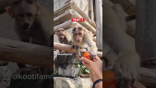 PART 1  Baby monkey biscuit vangikuma kootifamily babymonkey monkeys funnymonkey tamil [upl. by Alracal434]