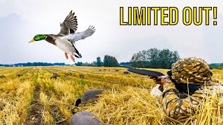 SOLO 410 DUCK HUNT CHALLENGE Banded Mallard [upl. by Groh928]