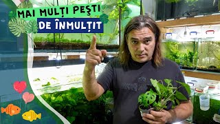 Vlog 27  Pesti noi de matca si mini experiment cu plante [upl. by Llezo]