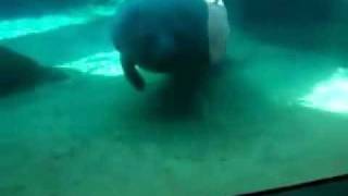 Manatee face smash [upl. by Domash]