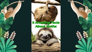 5 Amazing Sloth Facts You Didnt Know  Sloth Facts for Kids [upl. by Krucik]