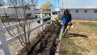 Pruning My Coralberry amp Flower Bed Maintenance ✂️💚  Garden Answer [upl. by Celtic539]