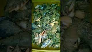 Sea shells  Tagmanok And Plicate Conch Kinhason  Fresh Catch and cook  seashell seafood [upl. by Denison]