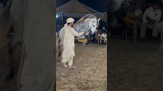 horse dance jashne bodlabhar jashanebodlabahar jashnebaharan jakharhorsedance stallion status [upl. by Atiek]