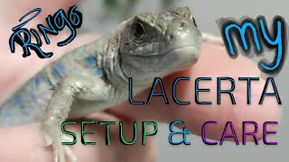 MY Jeweled Lacerta Setup amp Care [upl. by Campball]