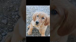 Puppies who are curious about the worldshorts viralvideo [upl. by Catharine]