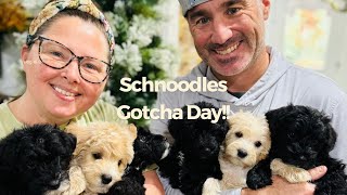 Mini Schnoodle Litter Goes home  Gotcha Day Schnoodle Puppies [upl. by Elawalo240]