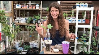 Greenhouse Notes Rooting Fruit Tree Cuttings [upl. by Enyalahs]