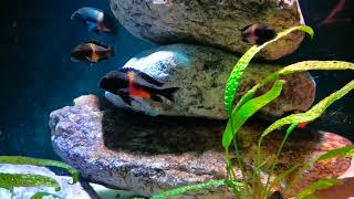 Tropheus sp quotblackquot Bemba [upl. by Nicholl]