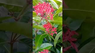 Home🏠Town Tree Collection All Varieties  shorts viralvideo pattamundai aul singiri 💐🏞️🌹 [upl. by Rehportsirhc]