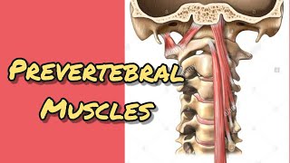 Prevertebral mucles [upl. by Mast]