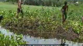 CLACC Bangladesh BAIRA  The Floating Gardens [upl. by Macdonald]