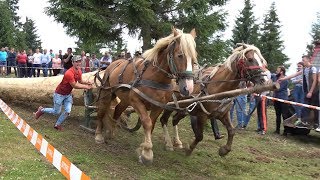 Concurs cu cai de tractiune  proba de dublu  Marisel Cluj 7 iulie 2018 [upl. by Bradski]