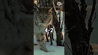 eurasian lynx Vs wolverine shorts viral wildlife [upl. by Poyssick888]