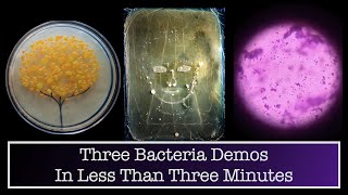 Three Bacteria Activities In Less Than Three Minutes [upl. by Vowel]