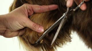 ALAA Australian Labradoodle Grooming Demo [upl. by Kettie]