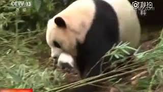 CCTV NEWS 12302017 Panda Tao Tao 央视 野性淘淘的最新状况 [upl. by Kanor]