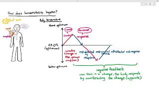 141 Introduction to Homeostasis Cambridge AS A Level Biology 9700 [upl. by Strage]