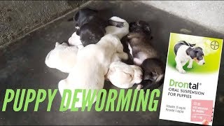 Do it yourself Puppy deworm At Home with Drontal oral suspension  Philippines [upl. by Akemal521]